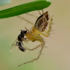 Oxyopes sp. (genus) at Red Hill to Yarralumla Creek - 4 Feb 2024