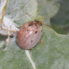 Paropsisterna m-fuscum (Eucalyptus Leaf Beetle) at Russell, ACT - 16 Jan 2024 by AlisonMilton