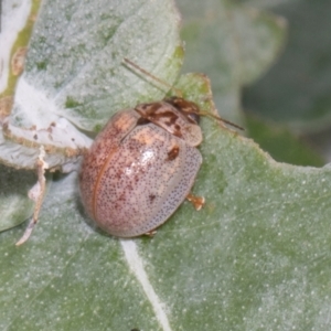 Paropsisterna m-fuscum at Russell, ACT - 17 Jan 2024 09:09 AM