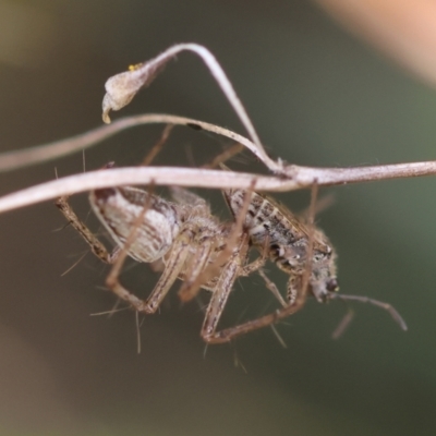 Oxyopes sp. (genus) (Lynx spider) at Hughes, ACT - 4 Feb 2024 by LisaH