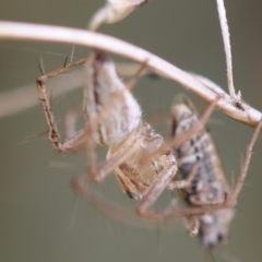 Oxyopes sp. (genus) at Red Hill to Yarralumla Creek - 4 Feb 2024 05:40 PM