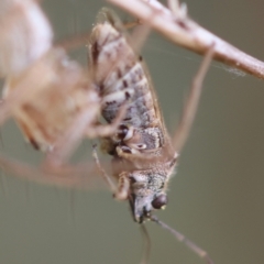 Lygaeidae (family) (Seed bug) at GG165 - 4 Feb 2024 by LisaH