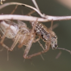 Lygaeidae (family) at GG165 - 4 Feb 2024 05:40 PM