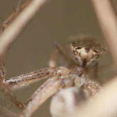 Lygaeidae (family) at GG165 - 4 Feb 2024