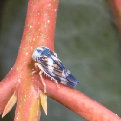 Rosopaella cuprea (A leafhopper) at Russell, ACT - 16 Jan 2024 by AlisonMilton