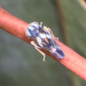 Rosopaella cuprea at Russell, ACT - 17 Jan 2024 09:23 AM