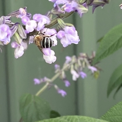 Amegilla (Zonamegilla) asserta (Blue Banded Bee) at Spence, ACT - 4 Feb 2024 by Watermilli