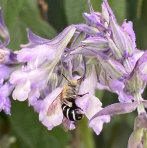 Amegilla (Zonamegilla) asserta at Spence, ACT - 4 Feb 2024