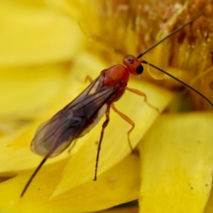 Braconidae (family) at Red Hill to Yarralumla Creek - 4 Feb 2024