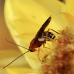 Braconidae (family) at Red Hill to Yarralumla Creek - 4 Feb 2024