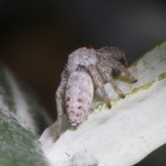Opisthoncus sp. (genus) (Unidentified Opisthoncus jumping spider) at Russell, ACT - 16 Jan 2024 by AlisonMilton
