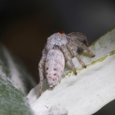 Opisthoncus sp. (genus) (Unidentified Opisthoncus jumping spider) at Russell, ACT - 16 Jan 2024 by AlisonMilton