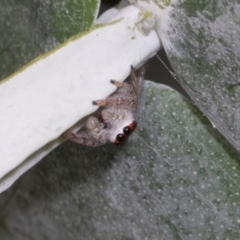 Opisthoncus sp. (genus) at Russell, ACT - 17 Jan 2024