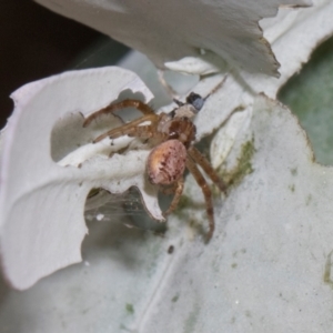 Thomisidae (family) at Russell, ACT - 17 Jan 2024