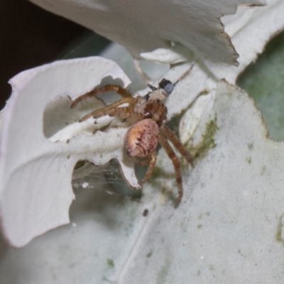 Thomisidae (family) (Unidentified Crab spider or Flower spider) at Russell, ACT - 17 Jan 2024 by AlisonMilton