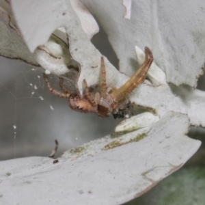 Thomisidae (family) at Russell, ACT - 17 Jan 2024