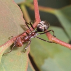 Iridomyrmex purpureus (Meat Ant) at Russell, ACT - 16 Jan 2024 by AlisonMilton