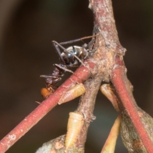 Iridomyrmex purpureus at Russell, ACT - 17 Jan 2024