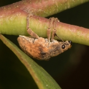 Gonipterus sp. (genus) at Russell, ACT - 17 Jan 2024