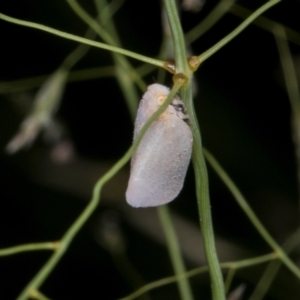 Anzora unicolor at Russell, ACT - 17 Jan 2024