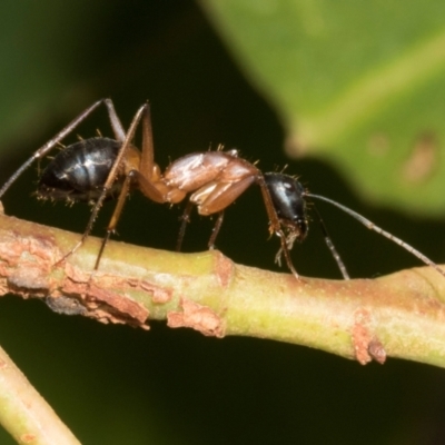 Camponotus consobrinus (Banded sugar ant) at Russell, ACT - 16 Jan 2024 by AlisonMilton