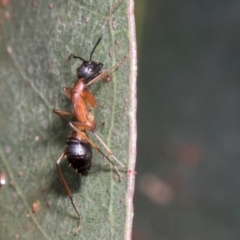 Camponotus consobrinus at Russell, ACT - 17 Jan 2024 09:28 AM