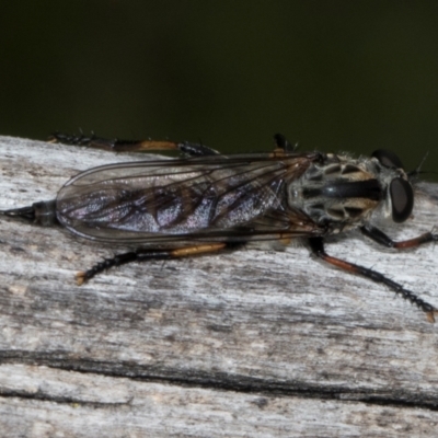 Cerdistus sp. (genus) (Slender Robber Fly) at Russell, ACT - 16 Jan 2024 by AlisonMilton