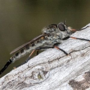 Cerdistus sp. (genus) at Russell, ACT - 17 Jan 2024