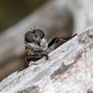 Cerdistus sp. (genus) at Russell, ACT - 17 Jan 2024