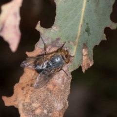 Calliphora augur (Lesser brown or Blue-bodied blowfly) at Barton, ACT - 16 Jan 2024 by AlisonMilton