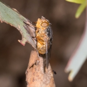 Calliphora augur at Barton, ACT - 17 Jan 2024