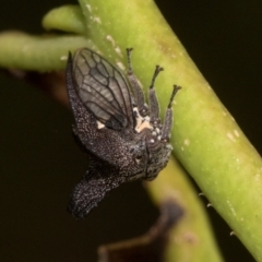 Ceraon vitta (Treehopper) at Russell, ACT - 16 Jan 2024 by AlisonMilton