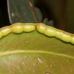 Unverified Eucalyptus Gall at Russell, ACT - 17 Jan 2024 by AlisonMilton