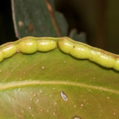 Unidentified Eucalyptus Gall at Russell, ACT - 16 Jan 2024 by AlisonMilton