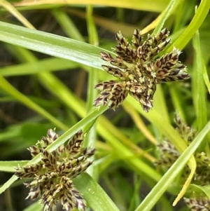 Cyperus sanguinolentus at QPRC LGA - 4 Feb 2024 12:47 PM