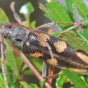 Phoracantha flavopicta at Lower Cotter Catchment - 4 Feb 2024