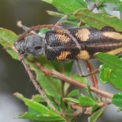 Phoracantha flavopicta at Lower Cotter Catchment - 4 Feb 2024