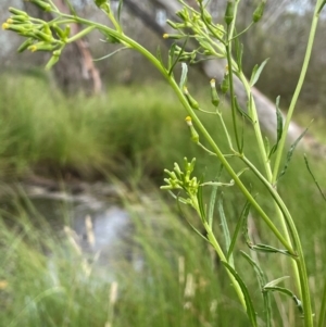 Senecio diaschides at QPRC LGA - 4 Feb 2024