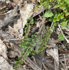 Bossiaea buxifolia (Matted Bossiaea) at Back Creek TSR - 4 Feb 2024 by JaneR