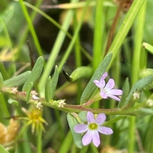 Lythrum hyssopifolia at QPRC LGA - 4 Feb 2024 12:59 PM