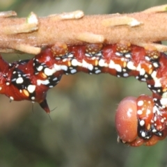 Psalidostetha banksiae (Banksia Moth) at Namadgi National Park - 3 Feb 2024 by Harrisi