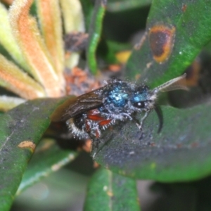 Mutillidae (family) at Namadgi National Park - 3 Feb 2024