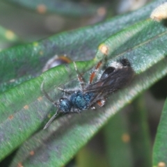 Mutillidae (family) at Namadgi National Park - 3 Feb 2024