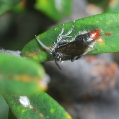 Mutillidae (family) at Namadgi National Park - 3 Feb 2024