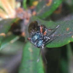 Mutillidae (family) at Namadgi National Park - 3 Feb 2024