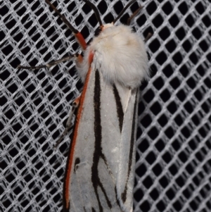 Aloa marginata at QPRC LGA - 4 Feb 2024