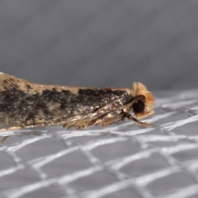 Monopis crocicapitella (Bird Nest Moth) at QPRC LGA - 4 Feb 2024 by DianneClarke