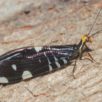 Porismus strigatus (Pied Lacewing) at Booth, ACT - 3 Feb 2024 by Harrisi