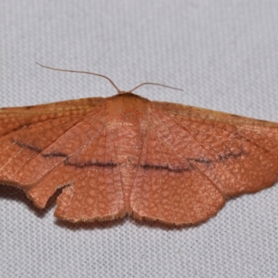 Aglaopus pyrrhata (Leaf Moth) at QPRC LGA - 4 Feb 2024 by DianneClarke