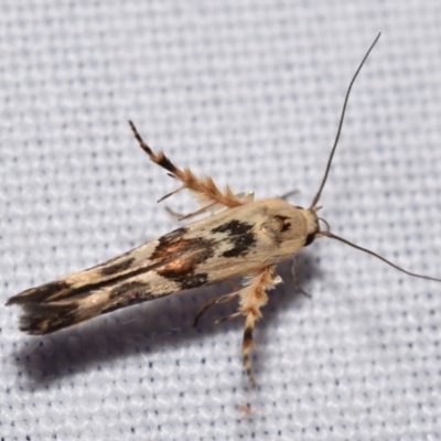 Stathmopoda melanochra (An Oecophorid moth (Eriococcus caterpillar)) at QPRC LGA - 4 Feb 2024 by DianneClarke